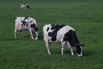 Three grazing cows in a meadow in the Netherlands