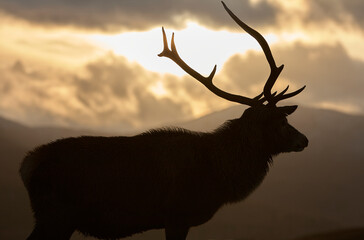 Highland stag with huge antlers silhouetted against dramatic angry winter sky with mountains in the background from Loch Tulla viewpoint in Scotland Scottish highlands 