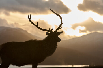 Highland stag with huge antlers silhouetted against dramatic angry winter sky with mountains and Loch Tulla in the background Scotland Scottish highlands 