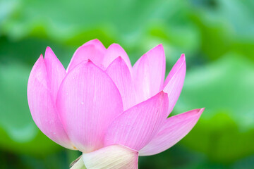 蓮の花　古代蓮の里　埼玉県行田市