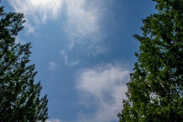 初夏の青空