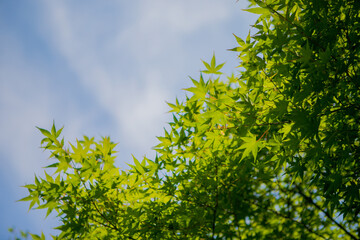 初夏の緑