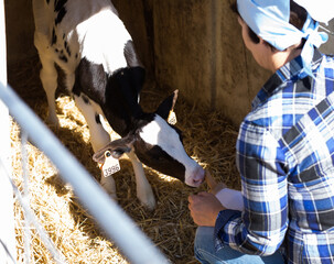 woman care feeds two week old calf from bottle with dummy