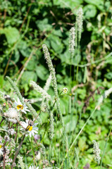 flowering meadow foxtail grass in uncultivated meadow