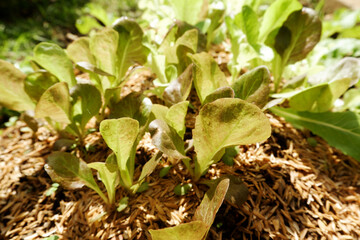 Lactuca sativa salad lettuce are Growing on vegetable garden.