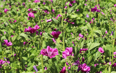 honey bee flying between pink Hibiscus flowers