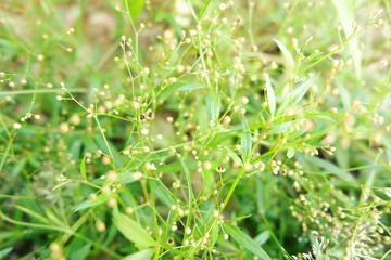 Obraz premium grass plant in garden is outdoor