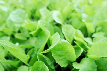 close up of young Nappa cabbage or Brassica rapa subsp. pekinensis On vegetable plots