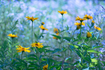 Yellow flowers on a background of white field daisies with bokeh effect on a summer day. Natural summer background.