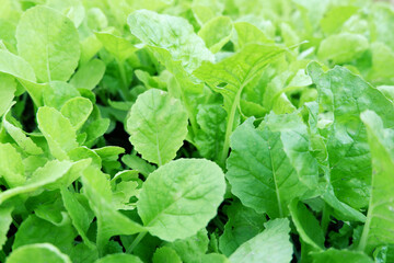 close up of young Nappa cabbage or Brassica rapa subsp. pekinensis On vegetable plots