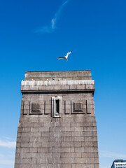 Fototapeta premium Kittiwakes roost on Tyne Bridge, Newcastle, UK