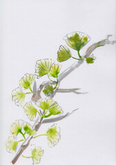 Watercolor illustration of green Gingko Biloba branch in Chinese Ink technique. Oriental style nature landscape on paper. Soothing background painting. Vibrant colorful artwork. Asian brush strokes.