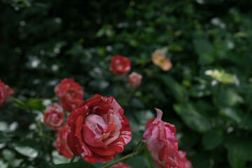 奥のアジサイと並んで満開の赤と白の絞り模様のオールドローズ