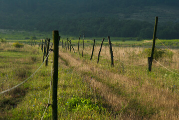 Electric fences on a meadow