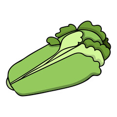 Green line cabbage. Cartoon hand drawn cabbage