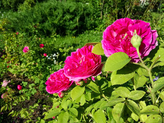 Three vibrant pink roses close-up.