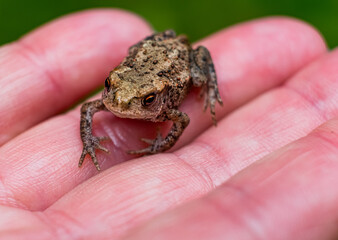 Obraz premium Kleiner Frosch