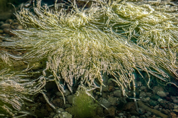 Green algae moving in the clear water of the baltic sea