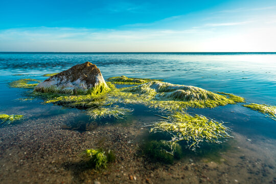 Green algae moving in the clear water of the baltic sea