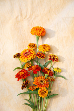 Marigold and Zinnia flower harvest 4