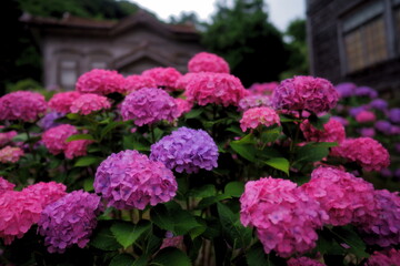 Fototapeta na wymiar 雨に濡れたピンクと紫系の紫陽花