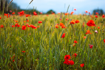 poppies in the field