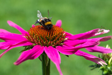 Echinacea Pflanze - Sonnenhut	mit Biene auf Blüten