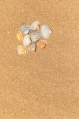 Multi-colored shells lying on the golden sand of the beach
