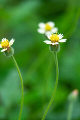 Macro picture of wild flower in rainy season, Thailand show out with white petals and yellow pollen by blur background