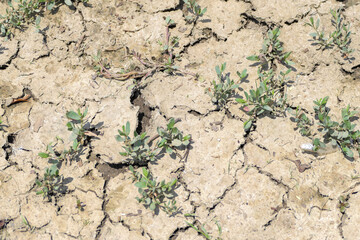 dry soil with plants background