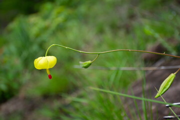 Wild flower, yellow petals and red pollen make it shining out.