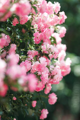 Bush of pink roses on a sunny day.