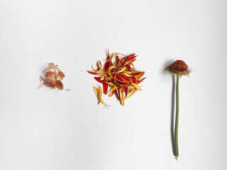 seeds, petals and stem of gerbera on a white background isolated top view, parts of the flower
