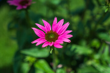 Echinacea Pflanze - Sonnenhut