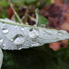 Pearls of Fresh Raindrops on an overturned, Silvery Leaf