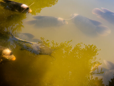 Catfish and Rhinoceros Fish Swim Slowly