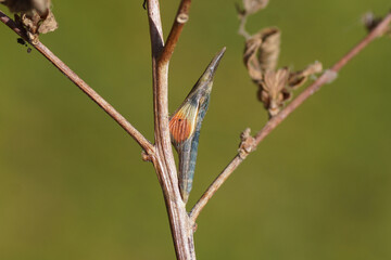 A pupa of the butterfly orange tip (Anthocharis cardamines). A day before it emerged from it's chrysalis as a butterfly. Family Pieridae. Photo: Bergen, Netherlands, April 7, 2020. 