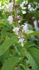 Closeup of Flowers on a Perennial Basil Shrub