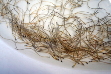 Mass of wriggling glass eels in a white bowl under bright light, with shallow depth of field - obrazy, fototapety, plakaty