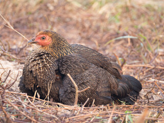 ตะบันหมาก 2