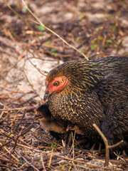 Hen is Sitting Hatching The Chick , Which is Hidden