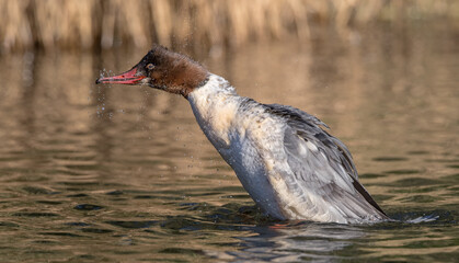 Goosander
