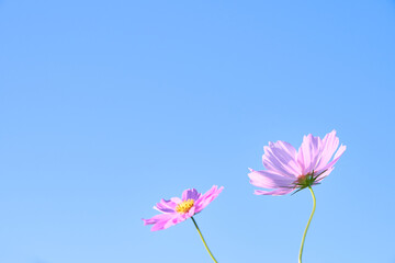 シンプルな青空を背景に咲くピンク色のコスモスの花