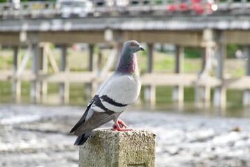 鳩　Dove