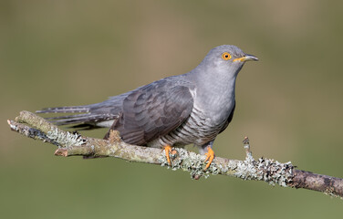 Cuckoo Perched on Branch