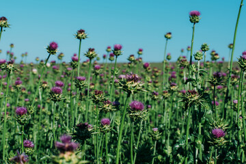 Milk thistle blooms. Growing a medicinal plant on a farm field. Purple flowers.