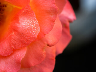 Fototapeta na wymiar Dew Drops Perched on The Pink Orange Petals Rose