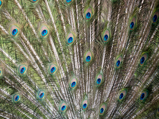 Fototapeta premium paon