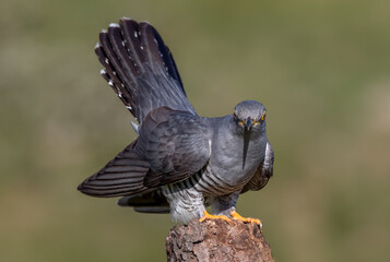 Cuckoo Perched on Branch