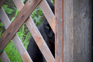 黒猫　black cat